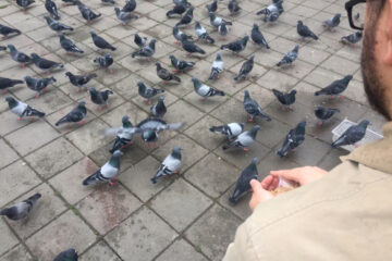 Fütterungsverbot von Wasservögeln und Tauben – Wirksamkeit