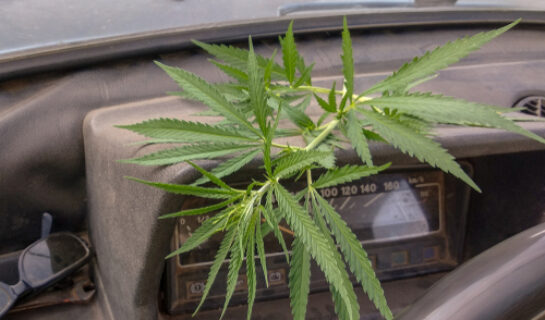 Fahrerlaubnisentziehung wegen regelmäßigen Cannabiskonsums zur Schmerzbehandlung