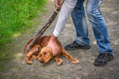 Tierquälerei - Bußgeldtatbestand bei Züchtigung eines Hundes bei der Ausbildung