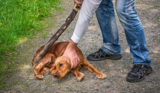 Tierquälerei – Bußgeldtatbestand bei Züchtigung eines Hundes bei der Ausbildung